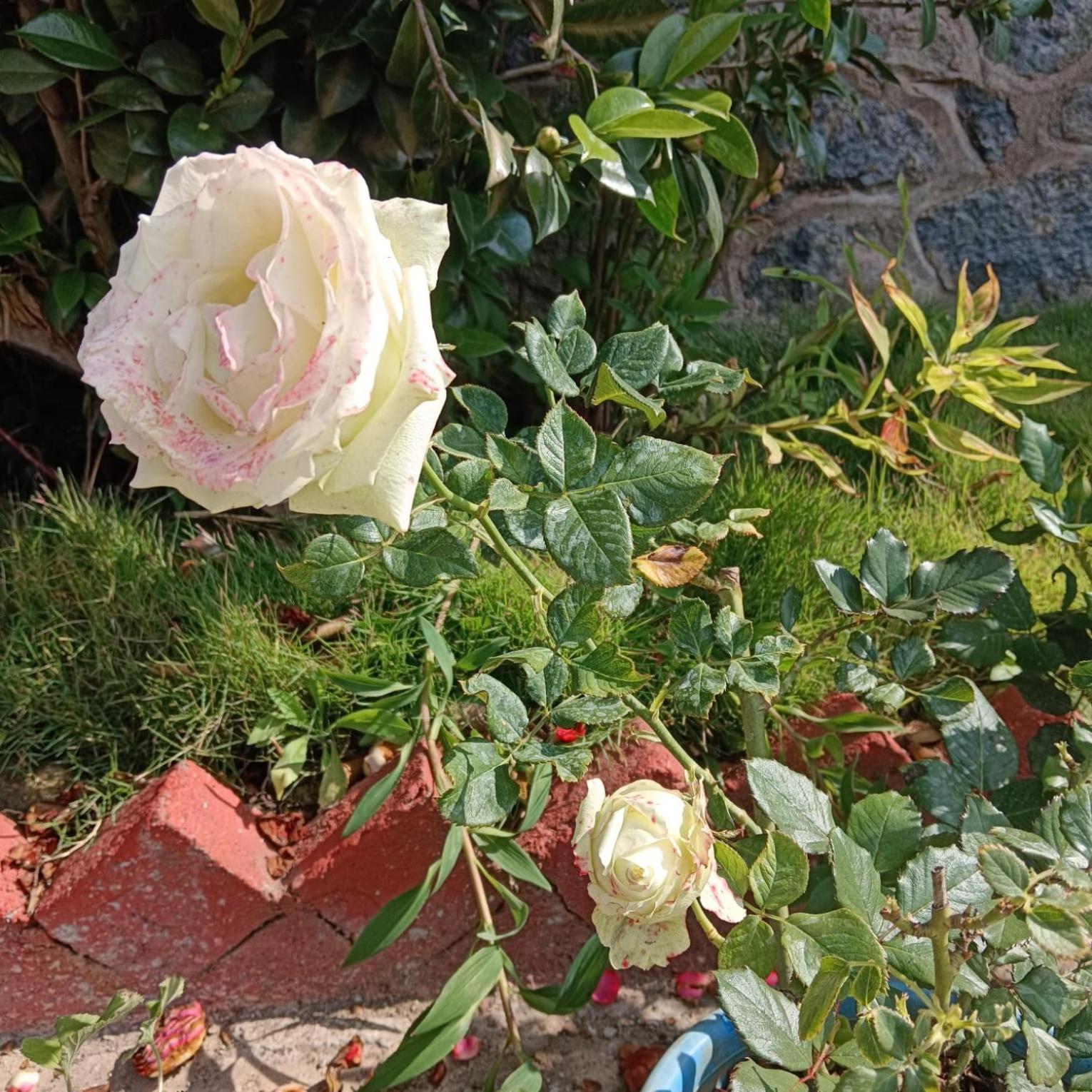 Kodai Riya Paradise 科代卡纳尔 外观 照片