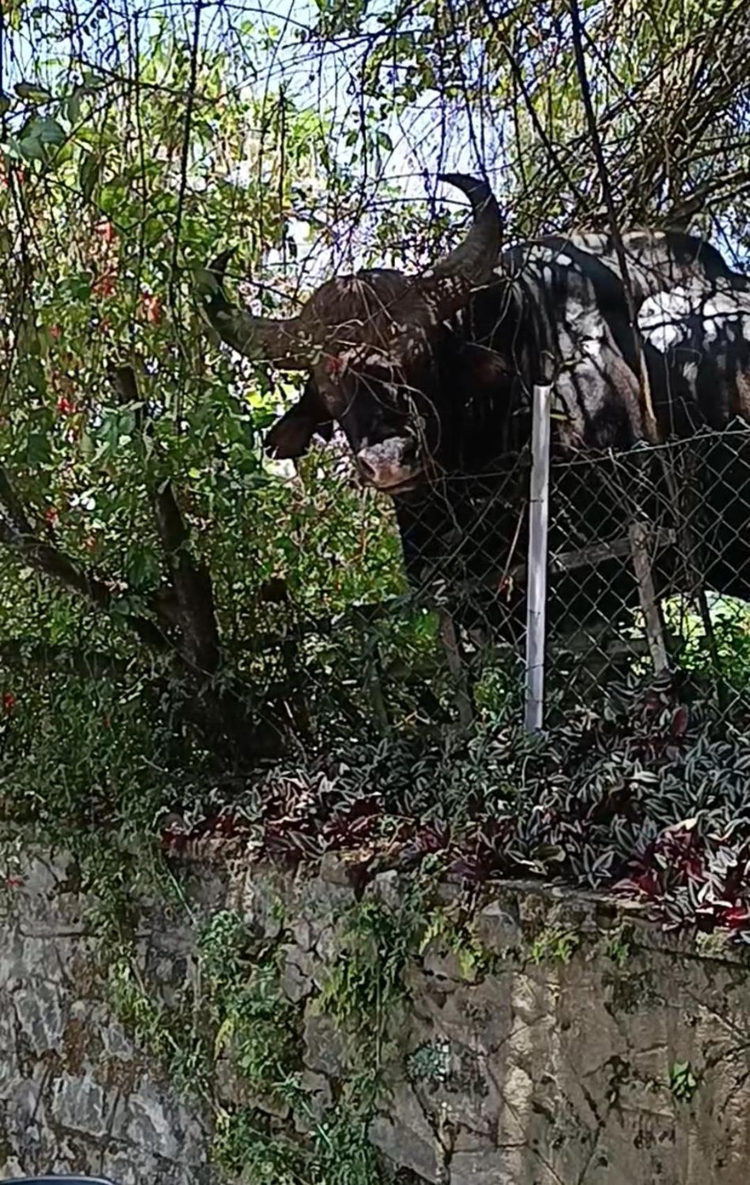 Kodai Riya Paradise 科代卡纳尔 外观 照片